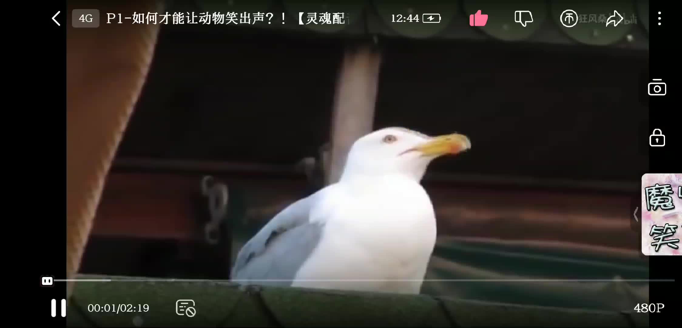 狂风桑图片