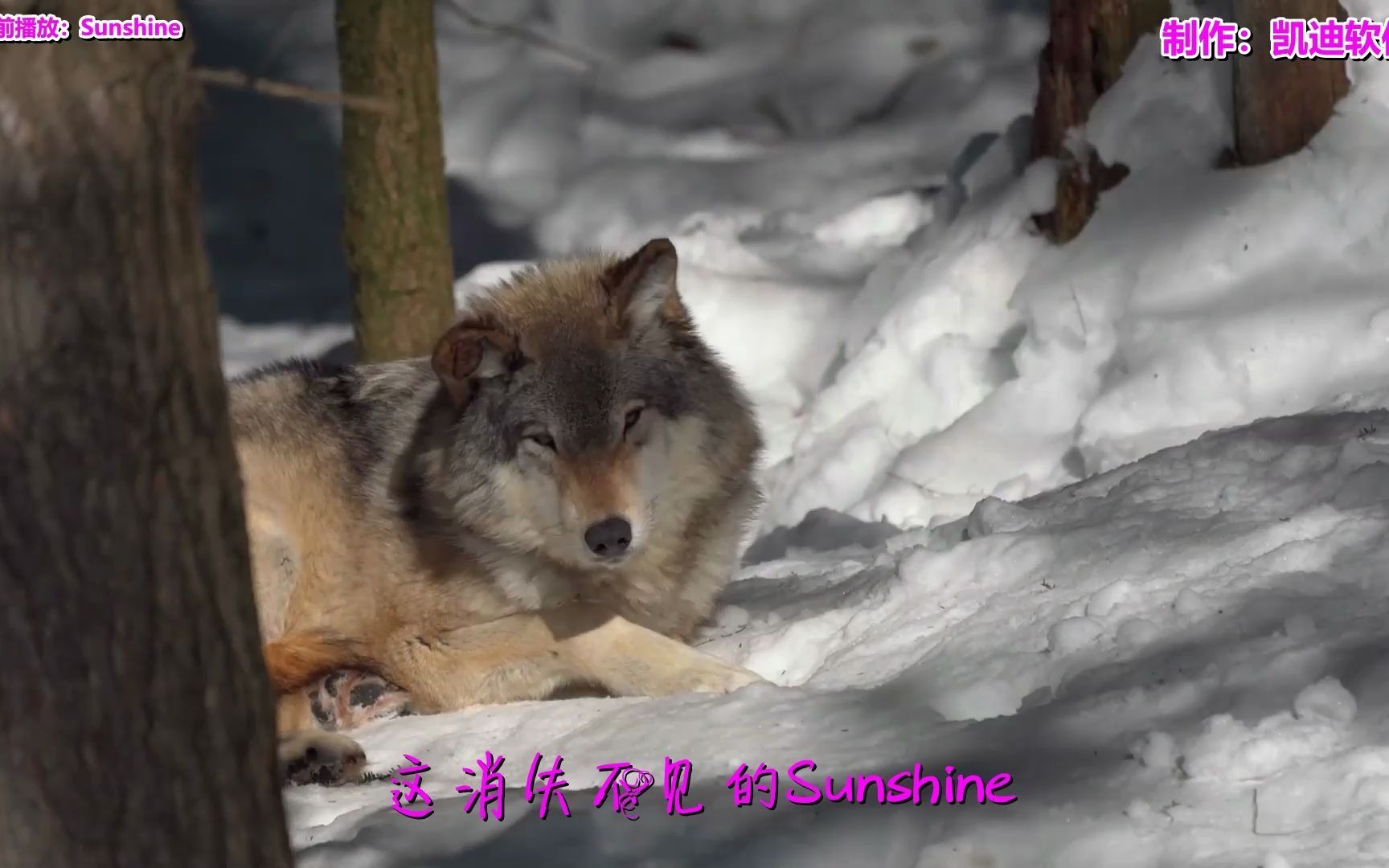 《Sunshine》欣赏,婚纱照视频mv制作软件朋友圈哔哩哔哩bilibili