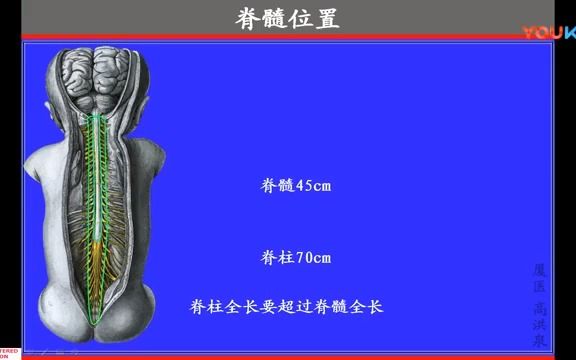 123.脊髓位置和外形高清系统解剖学,人体解剖学,运动解剖学,医学哔哩哔哩bilibili