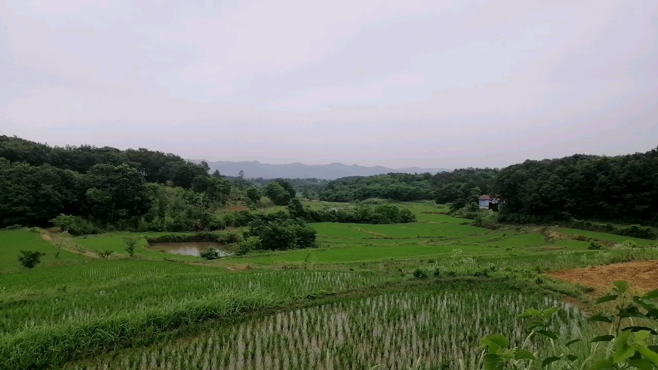 朱科順 湖北荊門龍虎緊密環抱羅星塞水口向上席帽砂庫櫃華蓋朝拜寶地