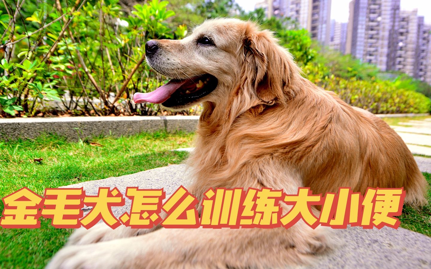 金毛犬怎么训练大小便?聪明的它,能很快掌握_哔哩哔哩_bilibili