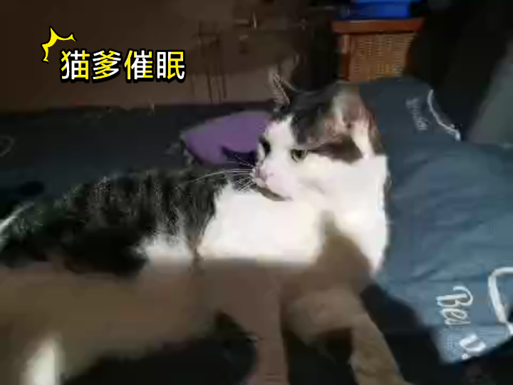 [图]一只会看《太乙金光神咒》的猫咪——猫爹催眠：肝藏魂，肺藏魄，按时睡觉魂魄归位。