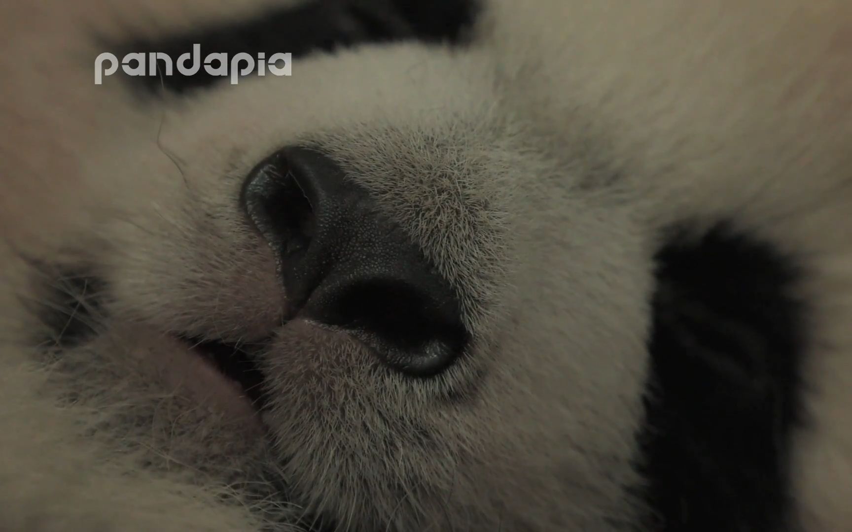 熊猫睡颜特写仔细一看鼻孔还挺大的哈哈哈