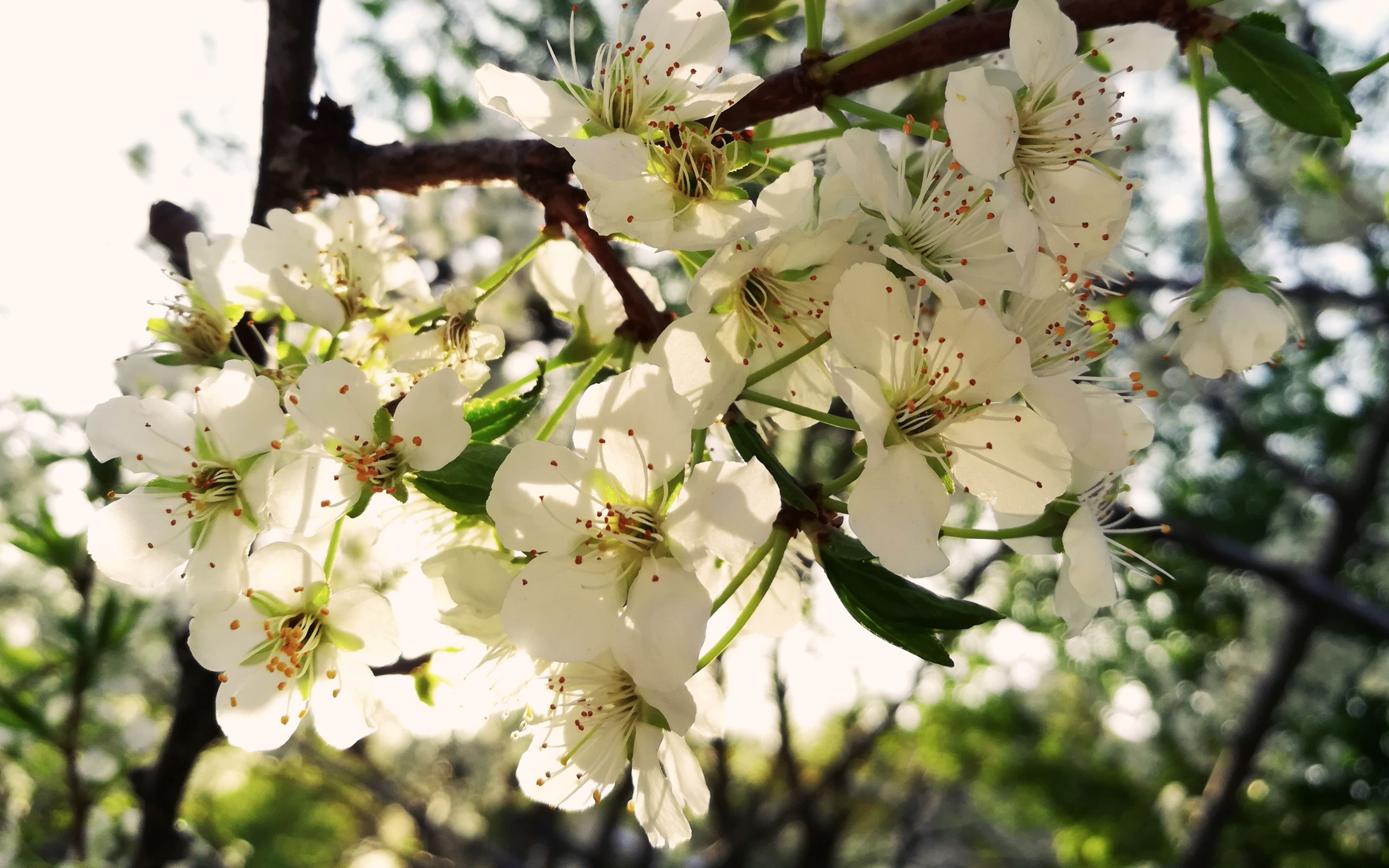 [图]元气少女蛋的日常植物分享003：My May