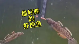 Tải video: 你喜欢头圆的吗？ 那就是他了 黏皮鲻鰕虎鱼！