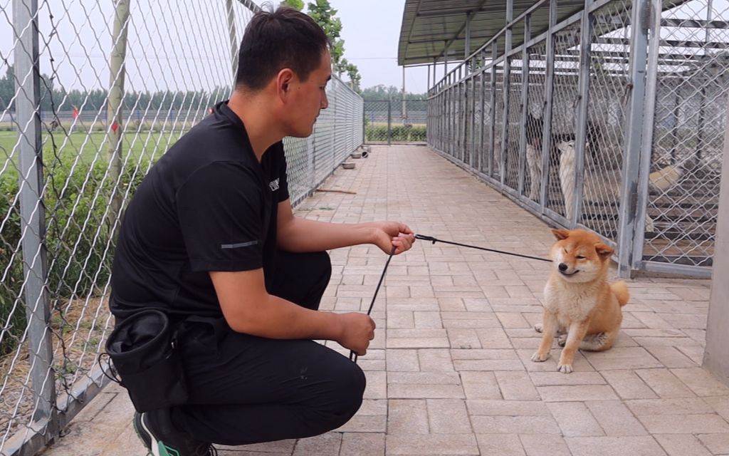 【倔强的柴犬】个子不大,脾气不小,这只倔强的柴犬碰见对手了哔哩哔哩bilibili