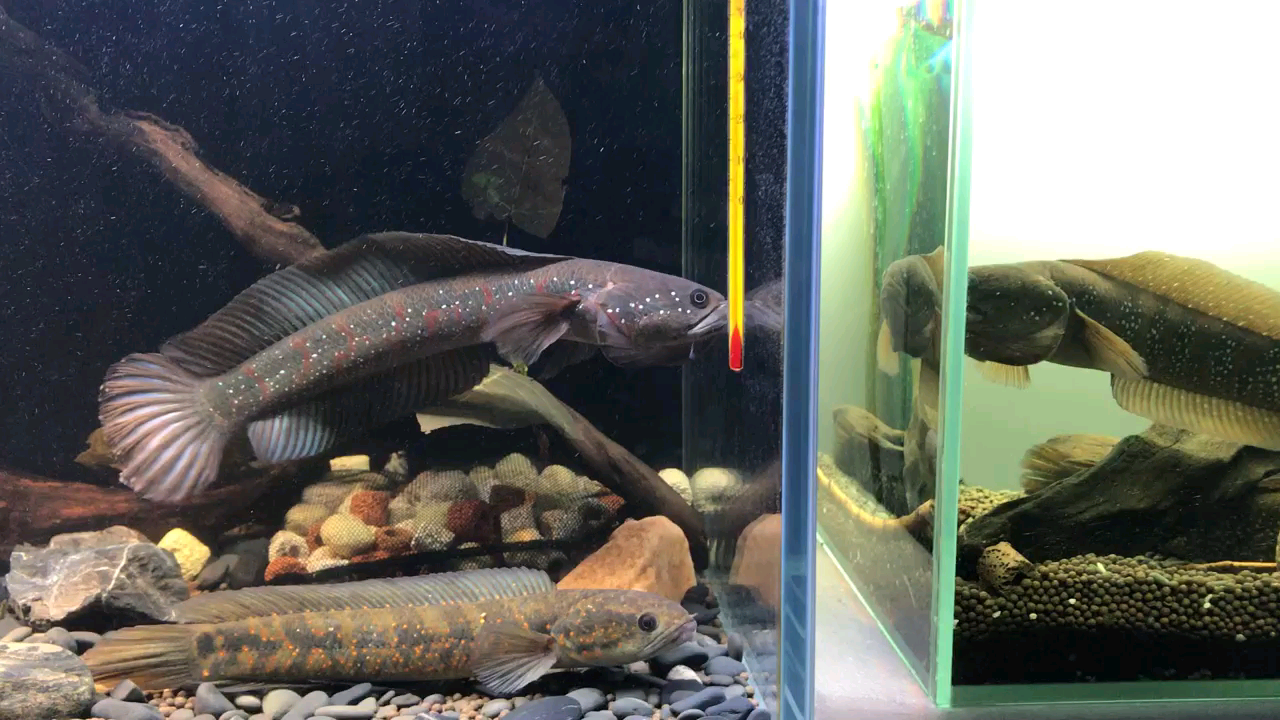 国产巴卡——红月鳢