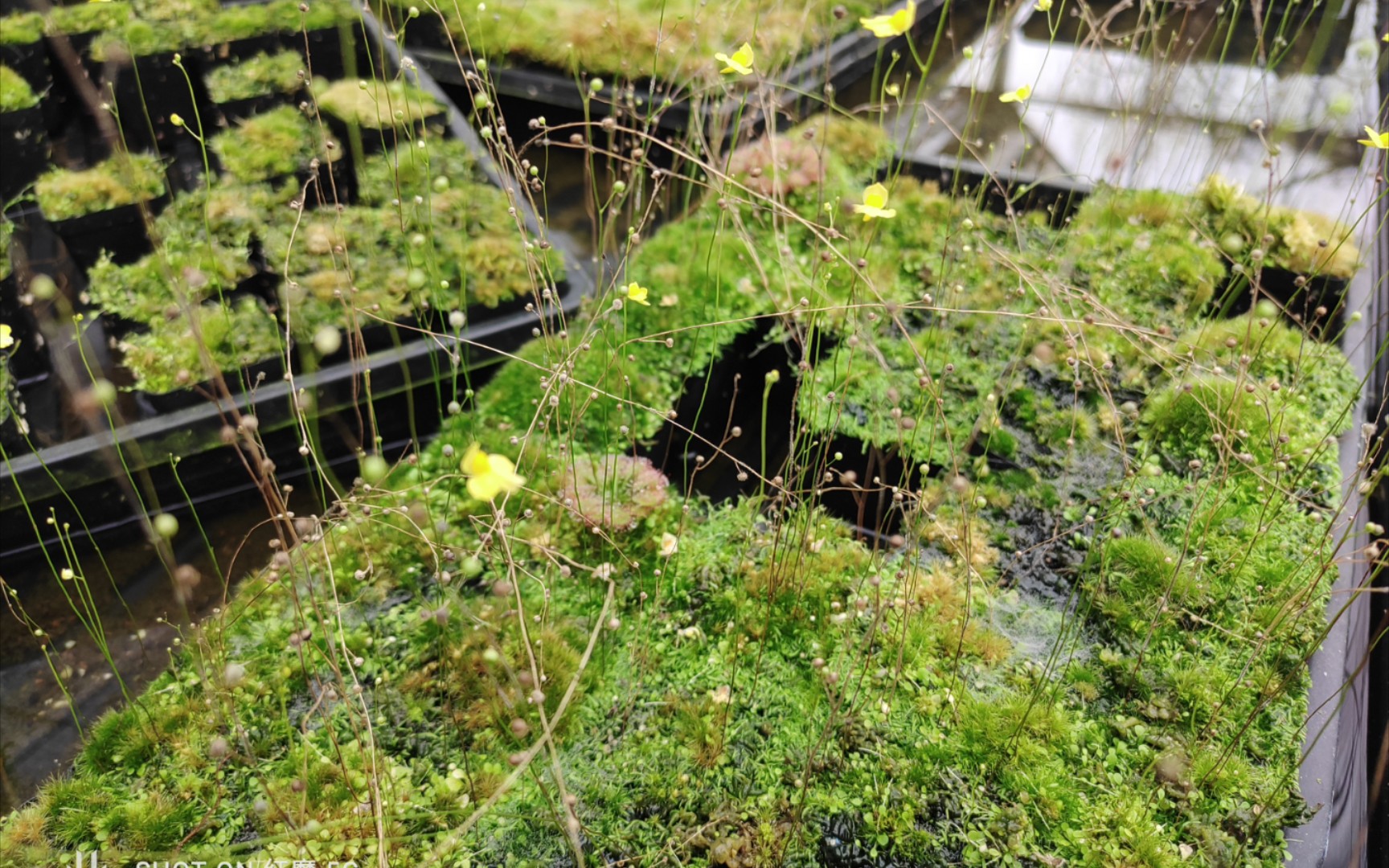 食虫植物——陆生狸藻繁殖方式_哔哩哔哩_bilibili