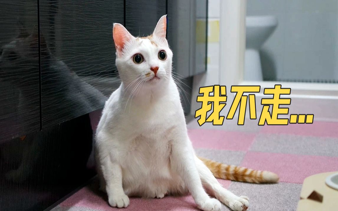 [图]强拉着捡来的小猫咪去检查 肚子鼓鼓的原因终于找到啦!