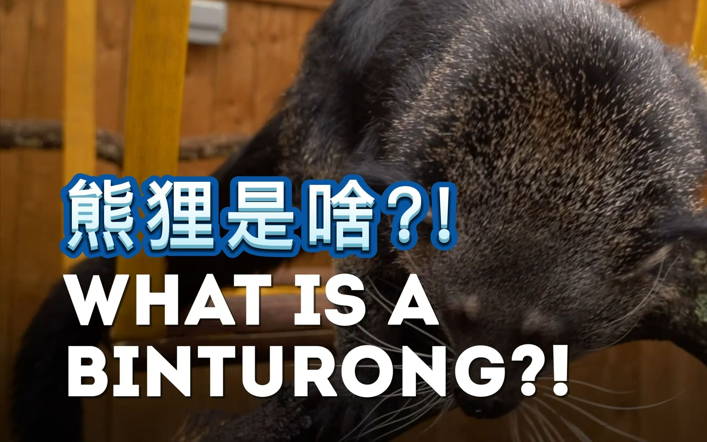 【4K中字】熊狸(Binturong)是个啥?哔哩哔哩bilibili