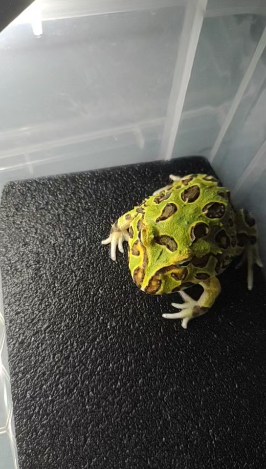 绿角蛙喂食日常