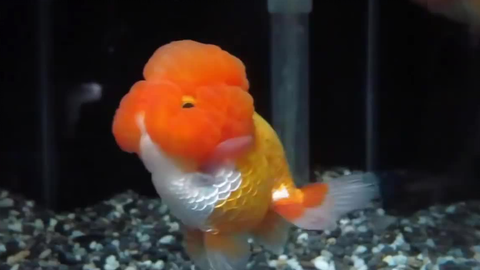 金鱼 胖乎乎 年画脸 的小金鱼 哔哩哔哩 Bilibili