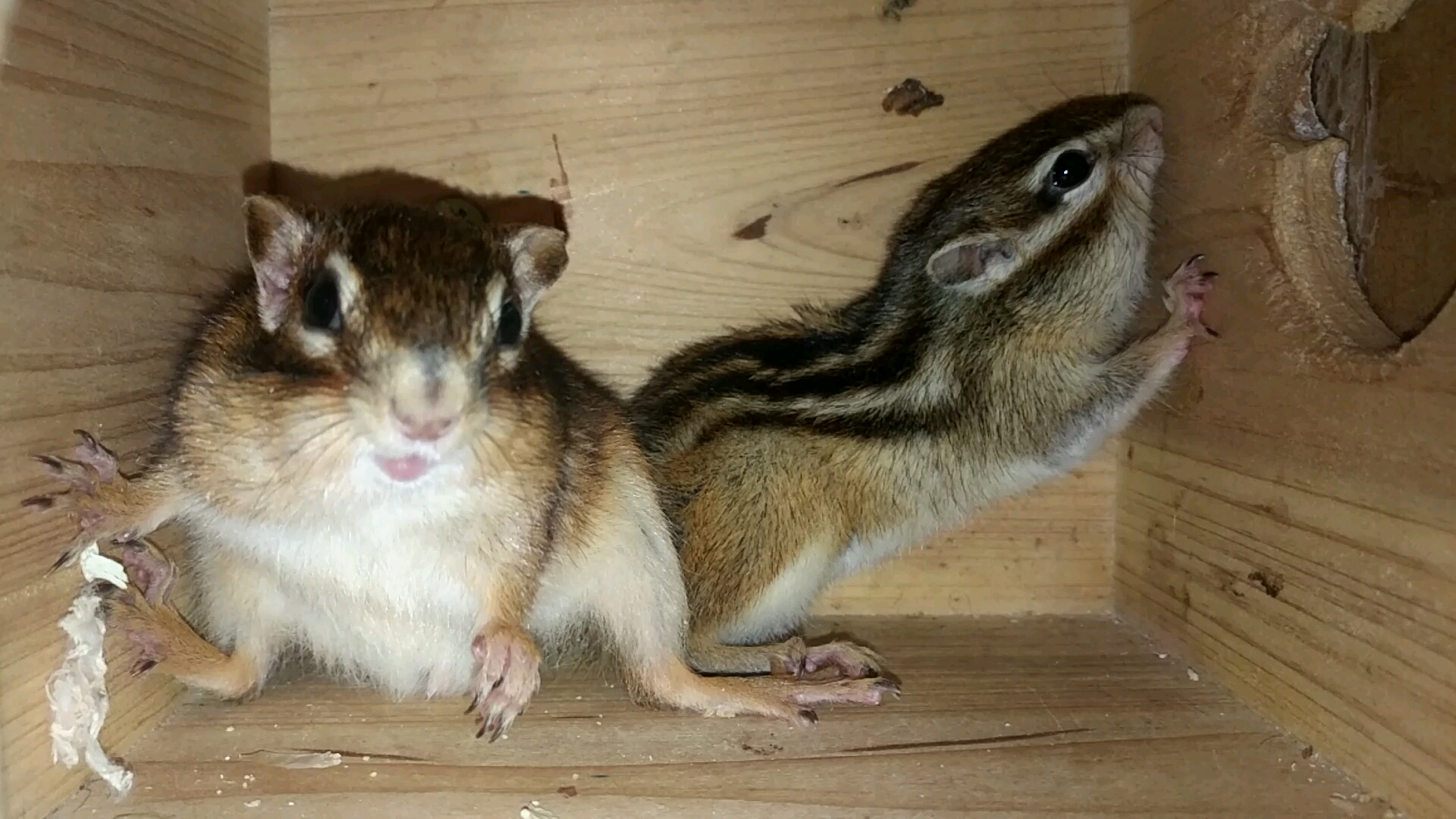 小松鼠的有两个的鼓鼓的颊囊_哔哩哔哩_bilibili