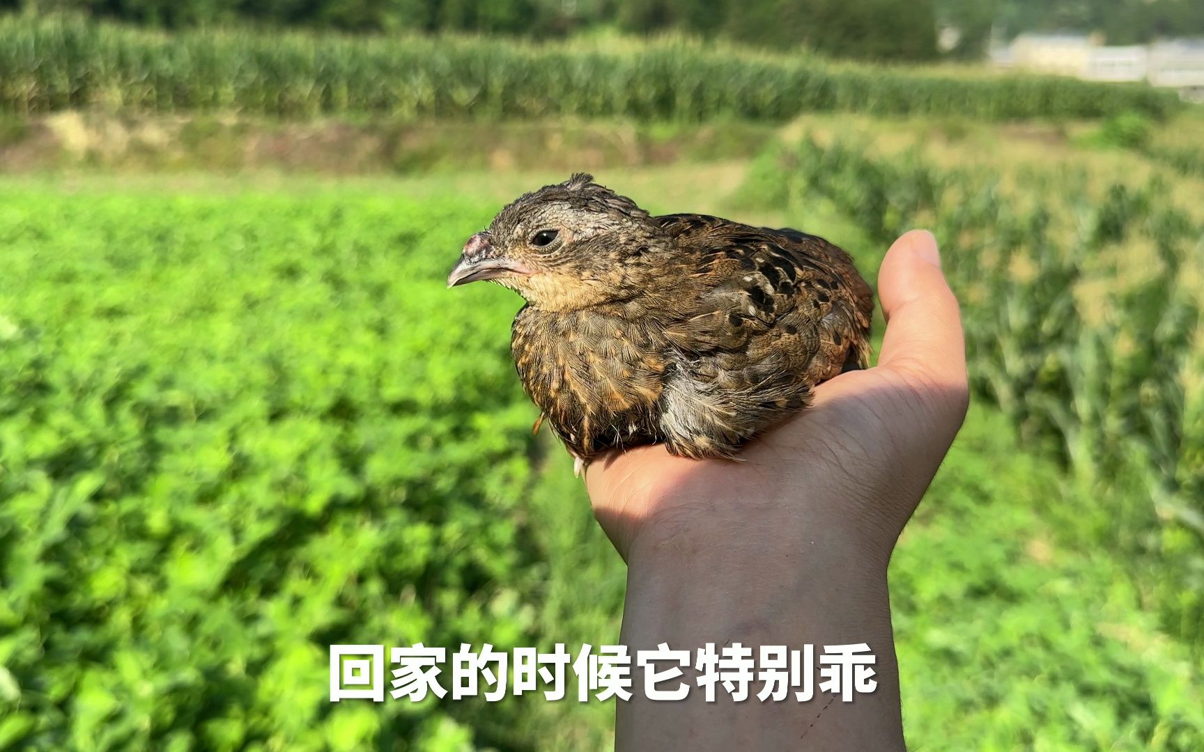 这是我见过最傻的小鸡-天下一场梦-天下一场梦-哔哩哔哩视频