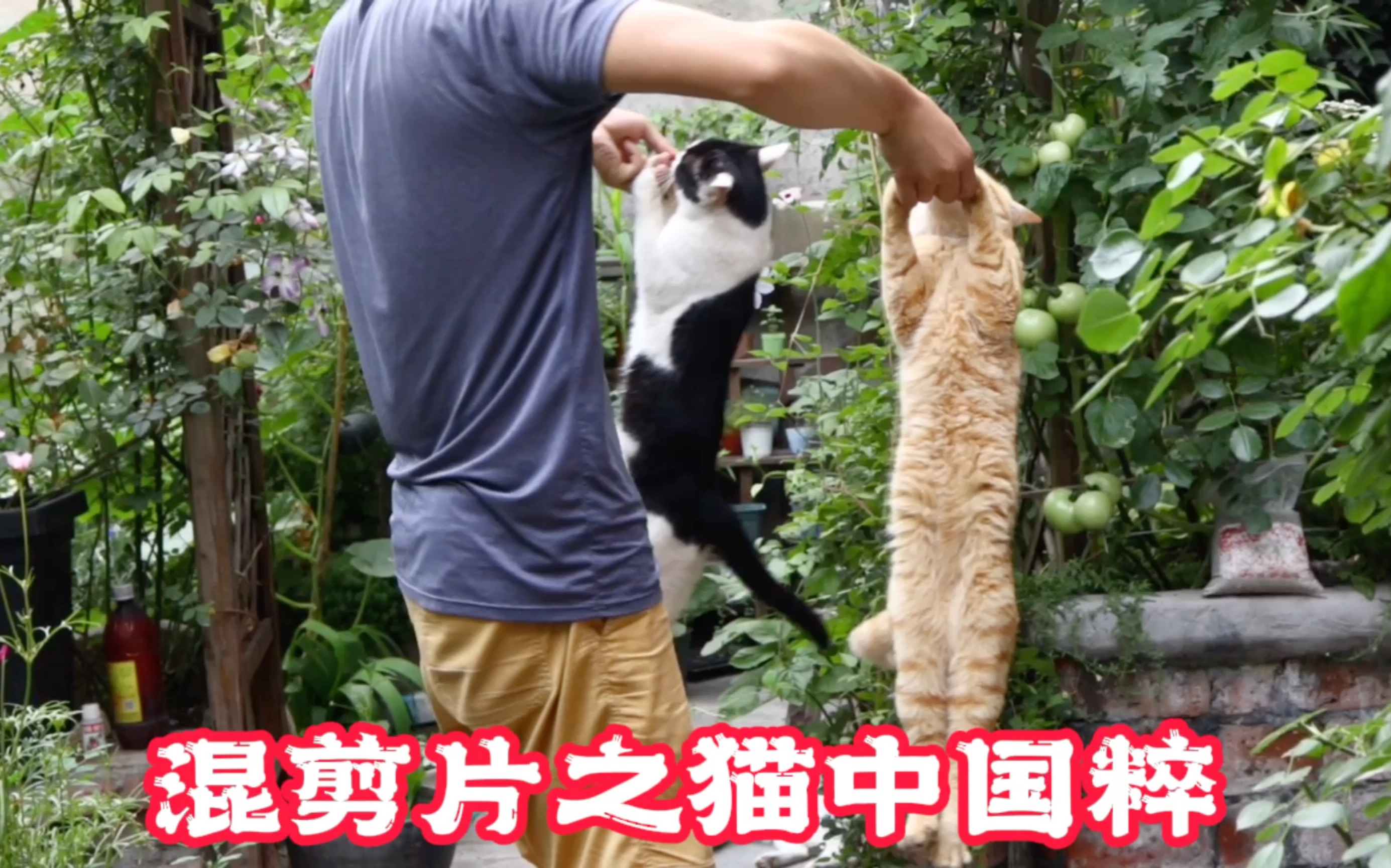 [图]猫中国粹、混剪片～功夫猫