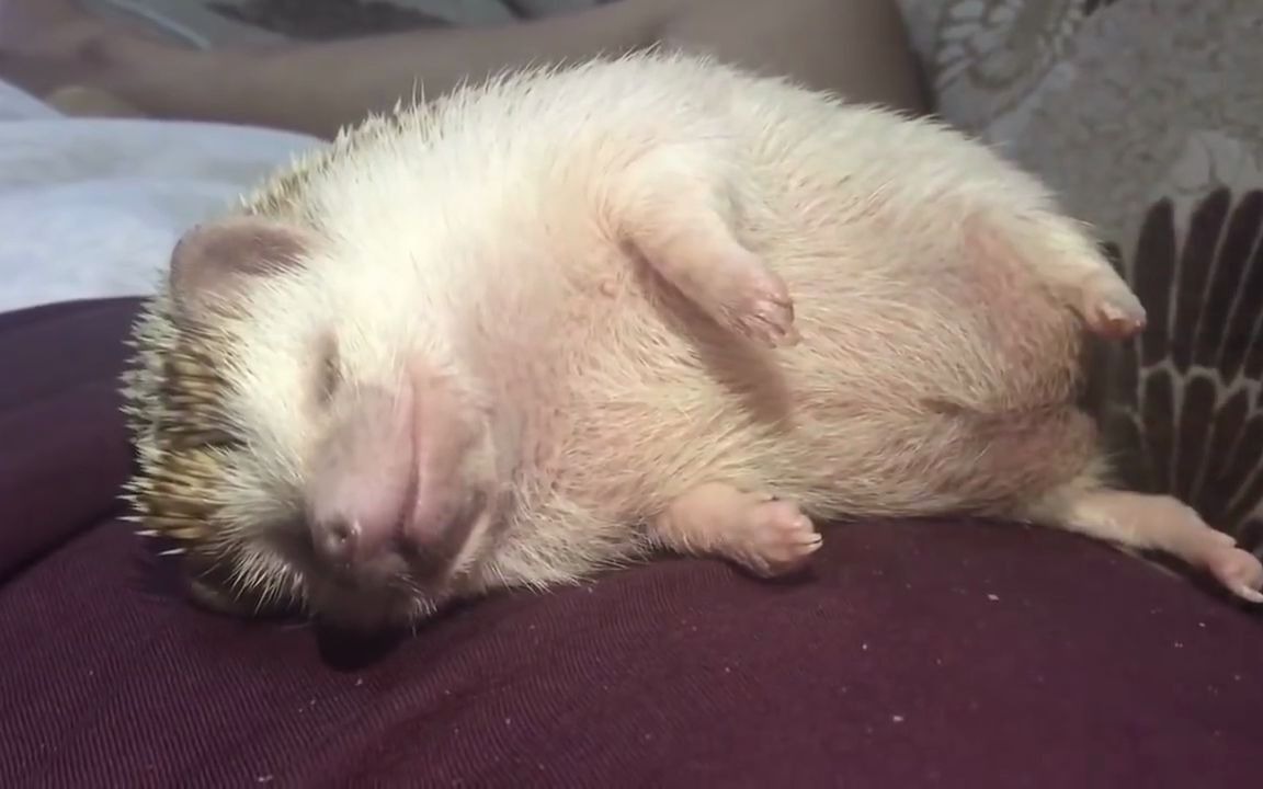 萌宠 | 一只躺在肚子上的小刺猬