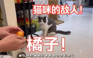 Download Video: 是所有小猫咪都不喜欢橘子吗？