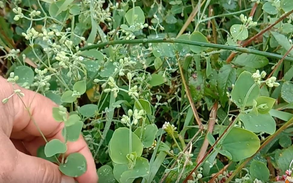 荷莲豆草,浑身是宝,农民当猪草看待,这些用途好多人不知道_哔哩哔哩