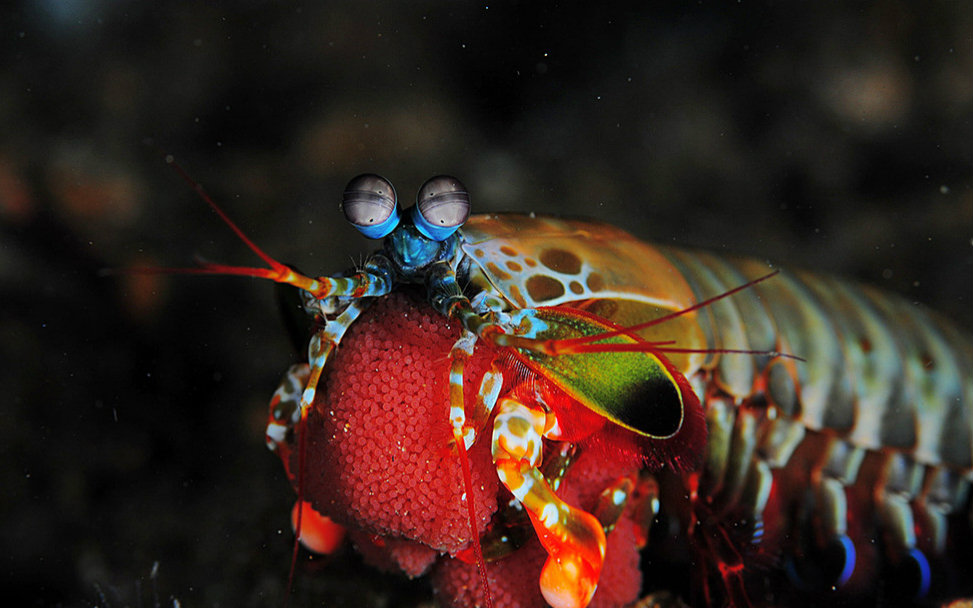 尖刺糙虾蛄图片