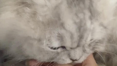 迷失自我的时候 跟着猫走吧 因为猫不会迷路 哔哩哔哩 迷失自我的时候 跟着猫走吧 因为猫不会迷路 哔哩哔哩