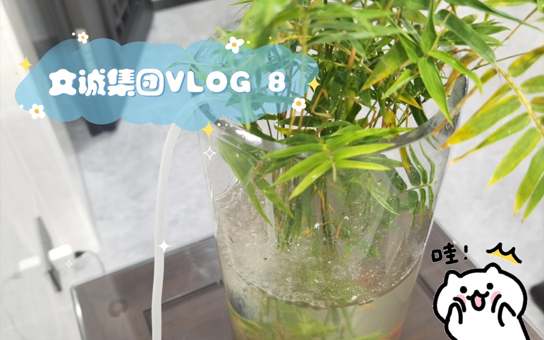 文诚集团VLOG 8哔哩哔哩bilibili