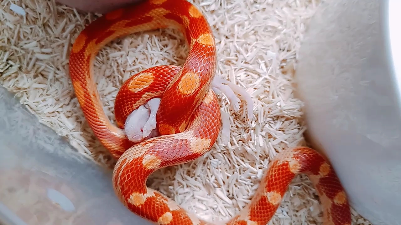 玉米蛇柑子日常