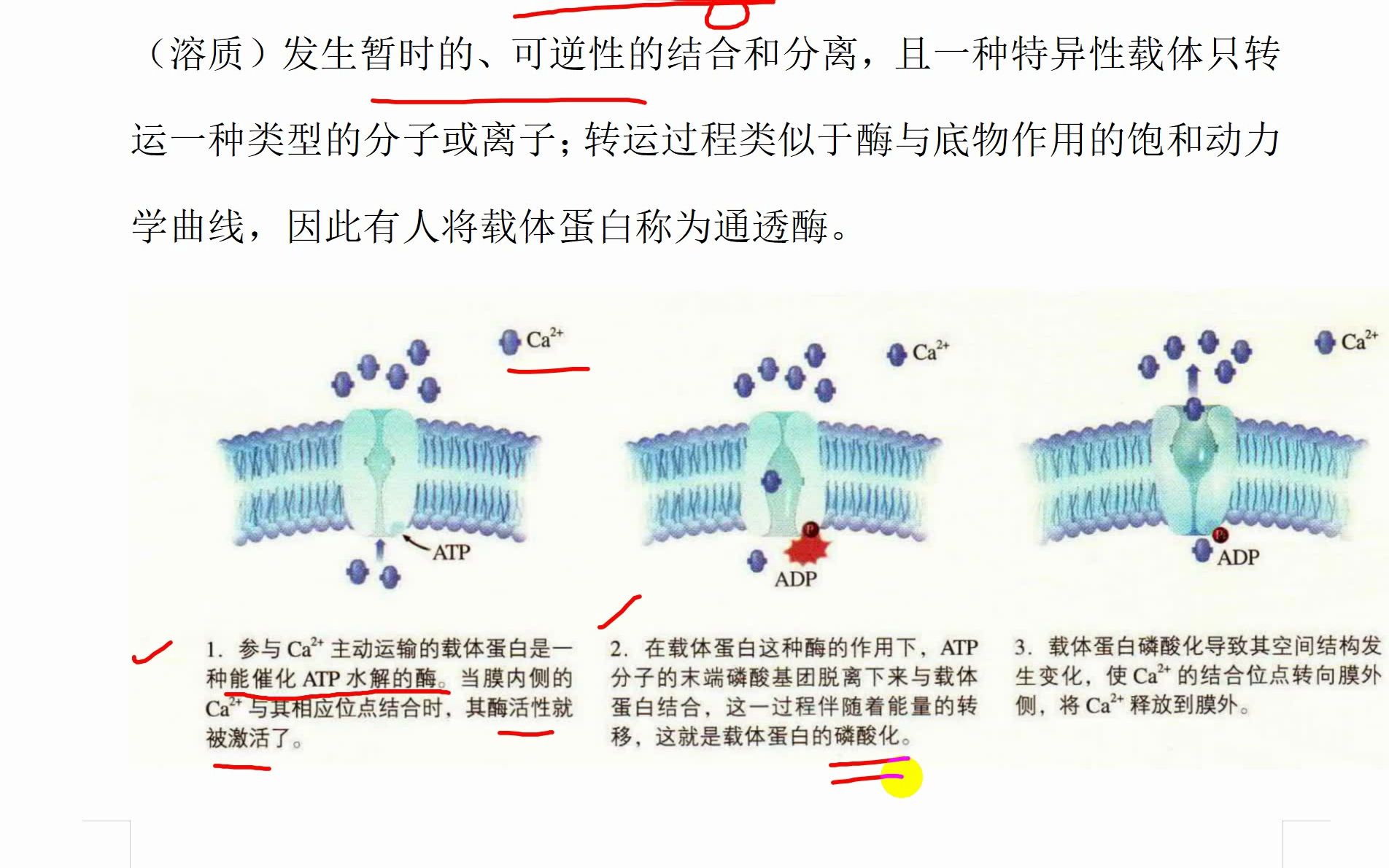 转运蛋白,载体蛋白,通道蛋白,等哔哩哔哩bilibili