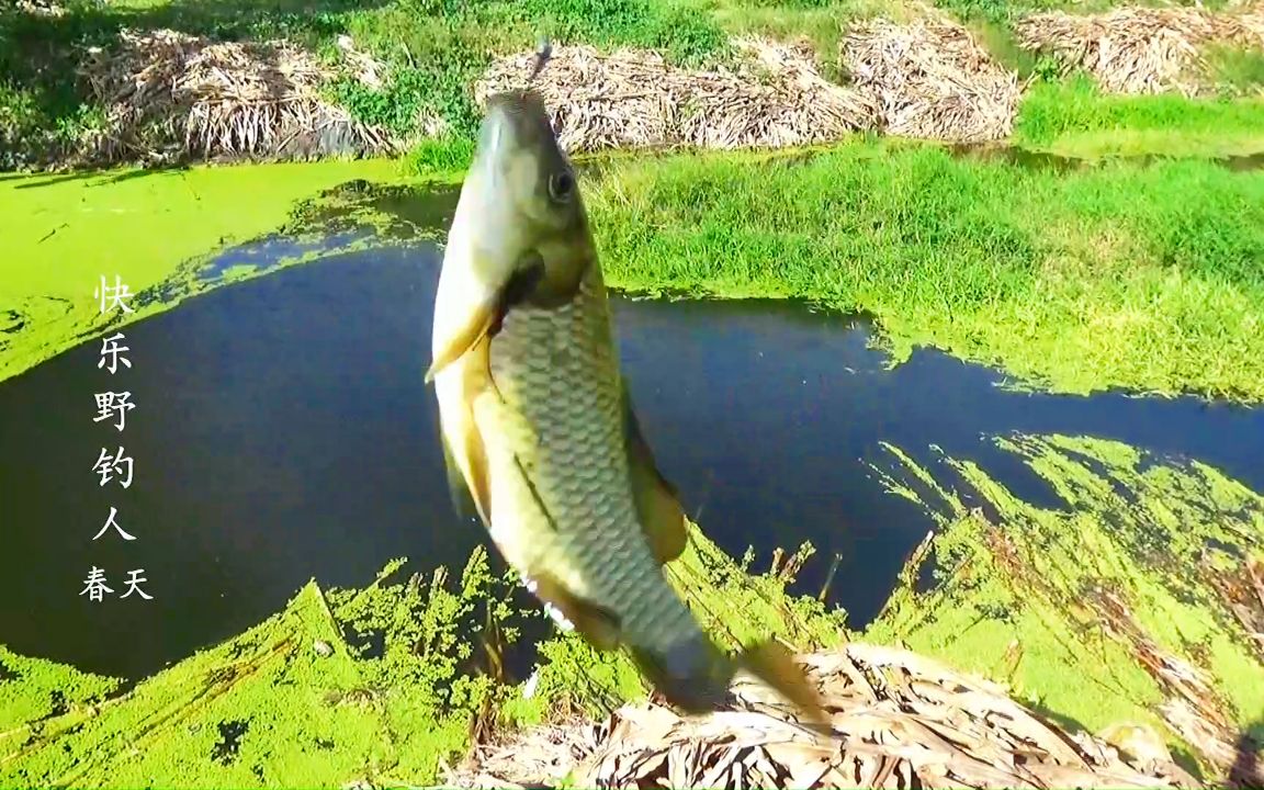 [图]野钓：秋分至寒风起，小河沟里鱼种真丰富，鲫鱼成了稀罕物