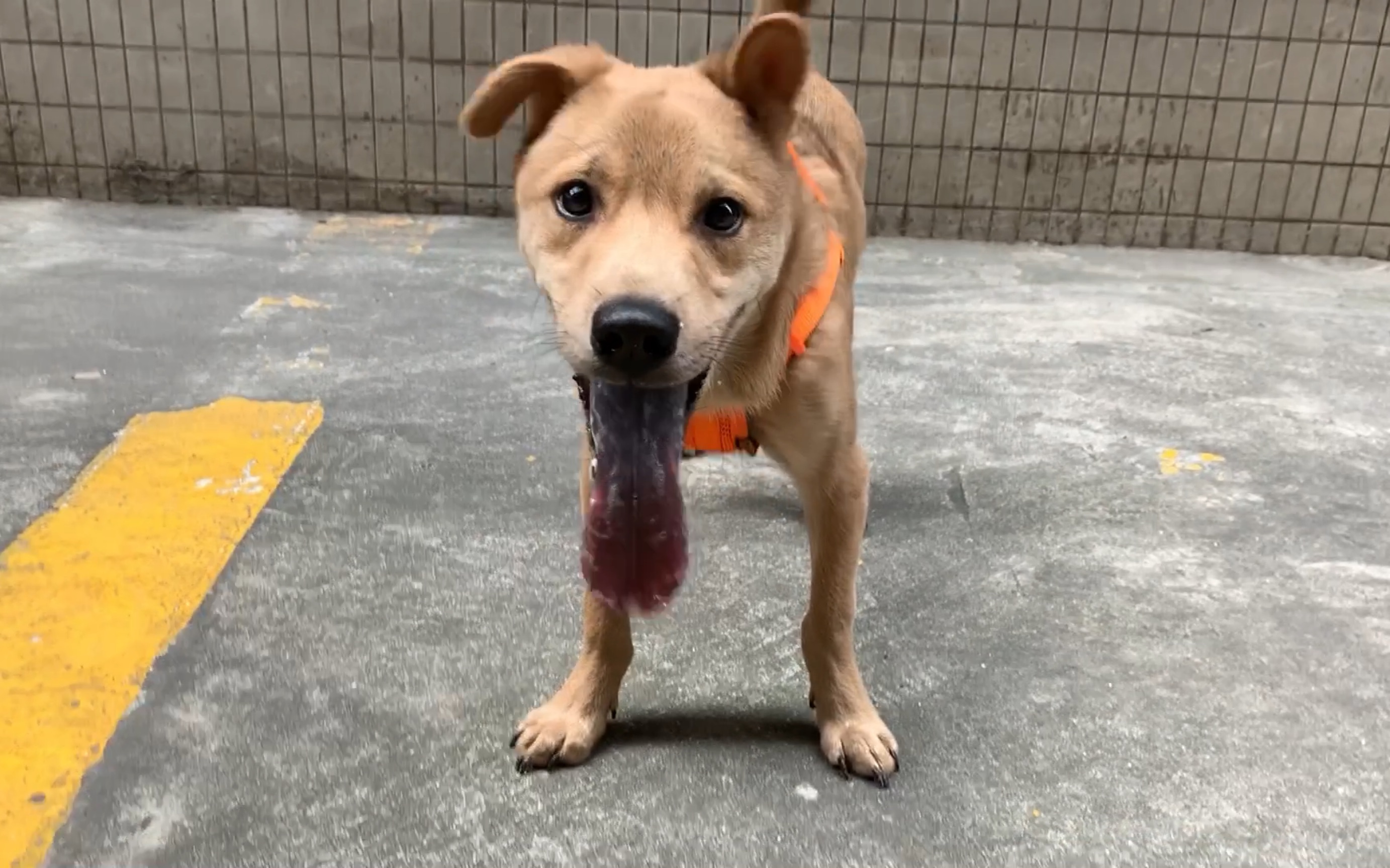 【中华田园犬】今天带酸奶出个外景,开心的舌头要掉出来了(误