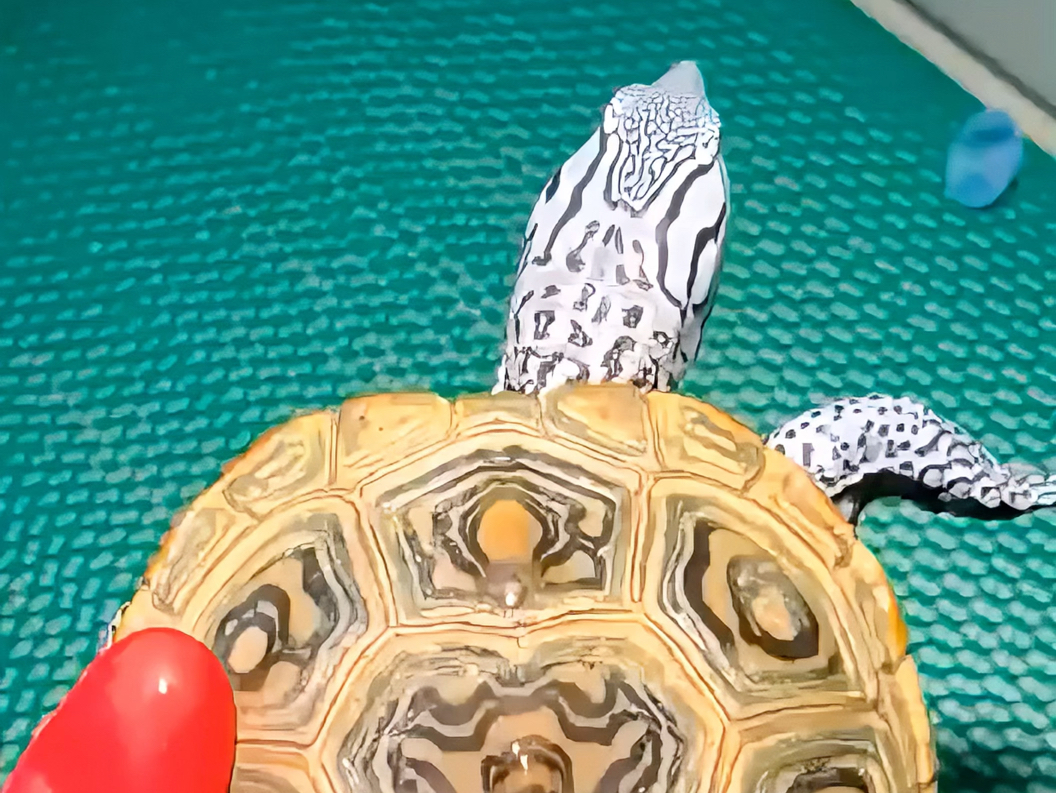 互动之王钻纹龟,皇冠钻纹龟,豹子钻纹龟#钻纹龟 #爬宠 #宠物#萌宠出道