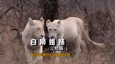 白狮四傻-哔哩哔哩_Bilibili