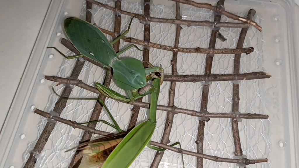 8.5圆盾捕食9大刀螳螂