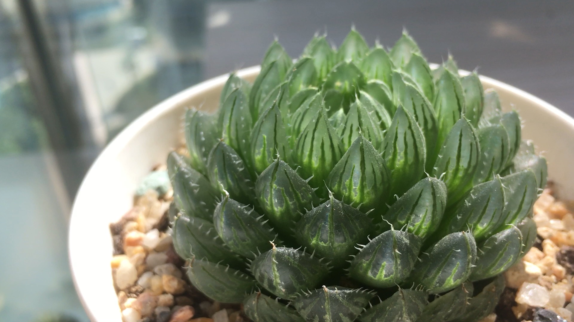 玉露翠云的草生巅峰状态