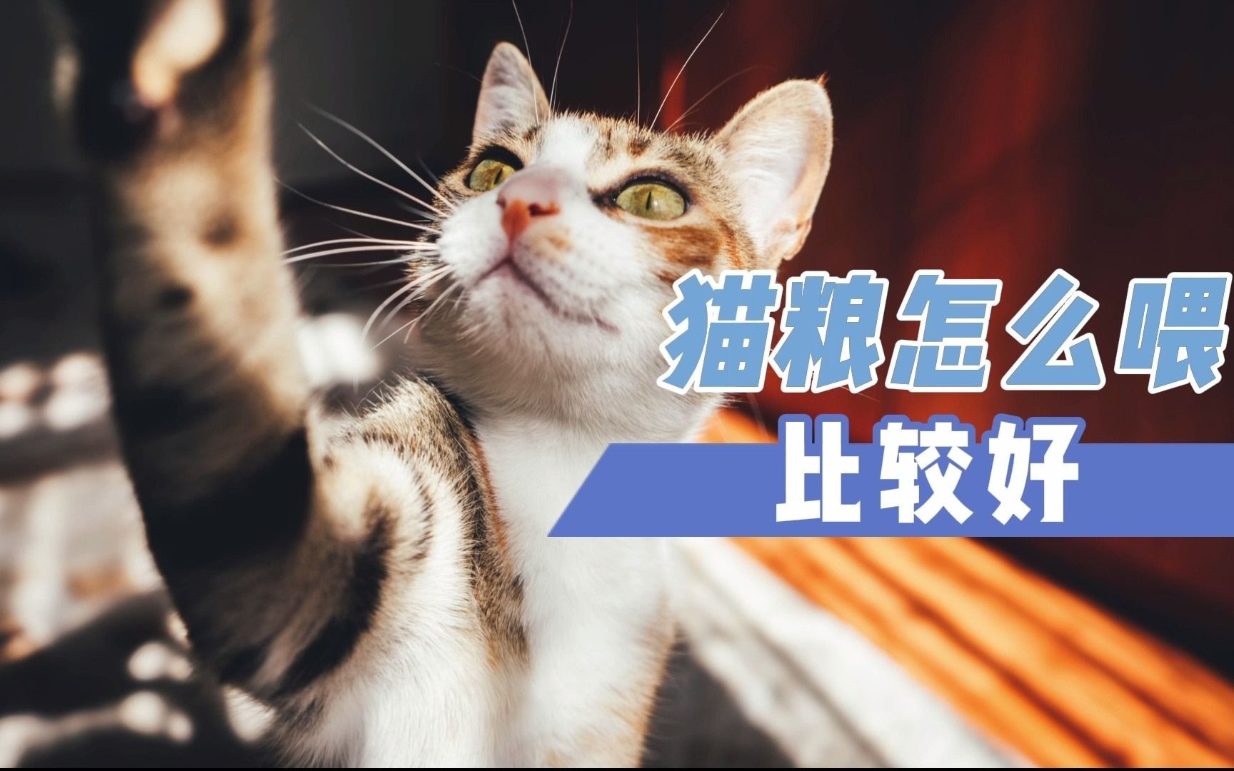 猫粮怎么喂比较好哔哩哔哩bilibili