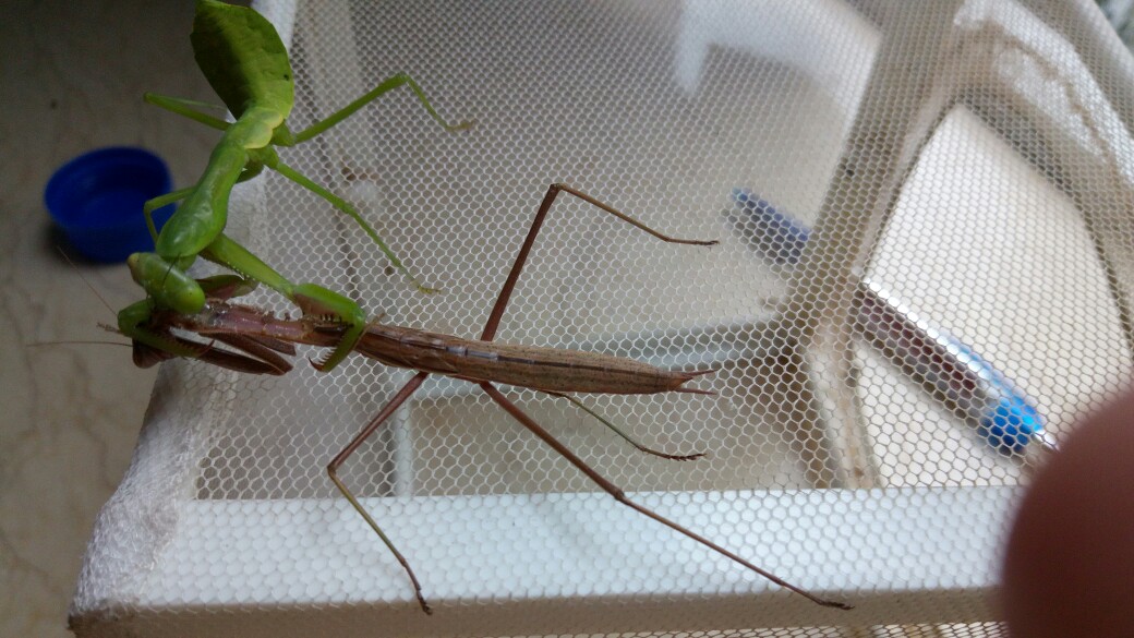 澳洲斧螳捕食某刀螳