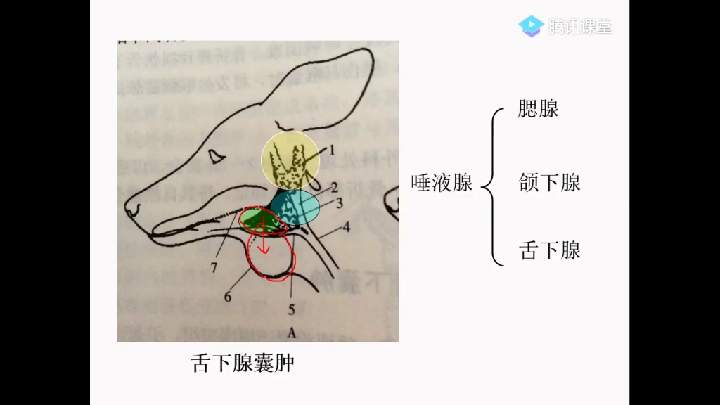 第十三篇 兽医外科与手术学 2.2哔哩哔哩bilibili