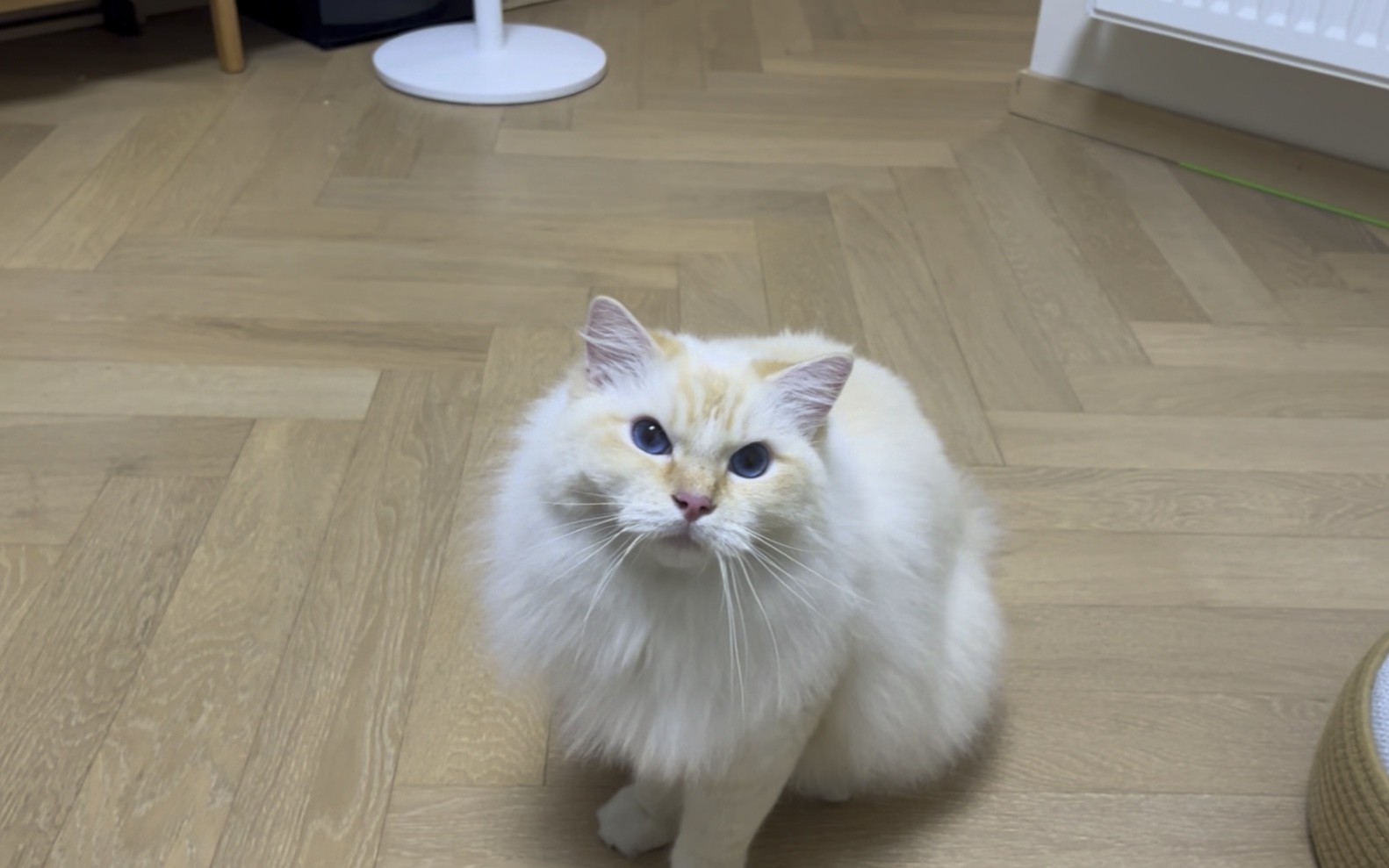 球球治愈抑郁的小猫咪