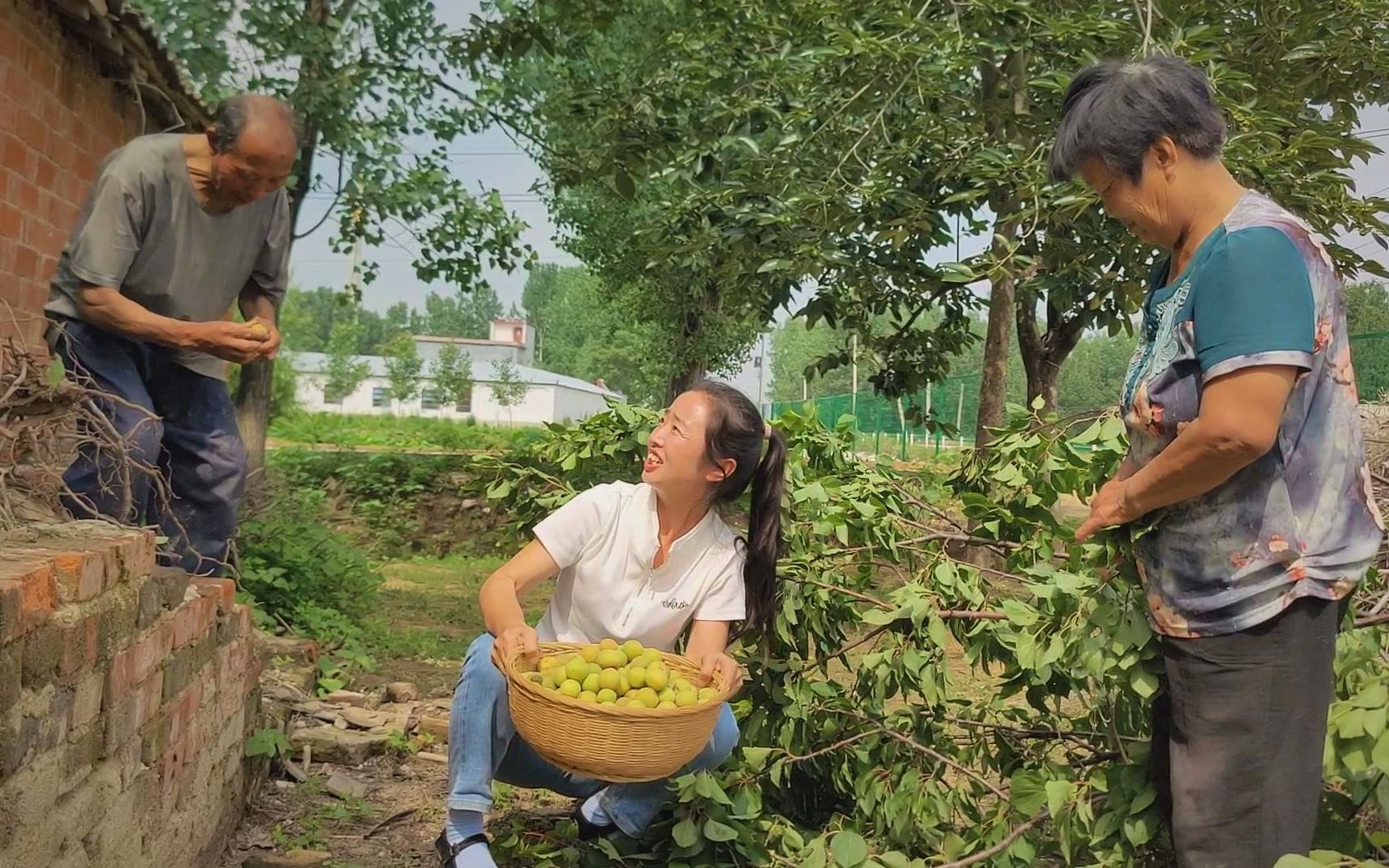 邻居家的杏结得太多了,专门喊婆婆摘来吃,个头小味道还不错哔哩哔哩bilibili