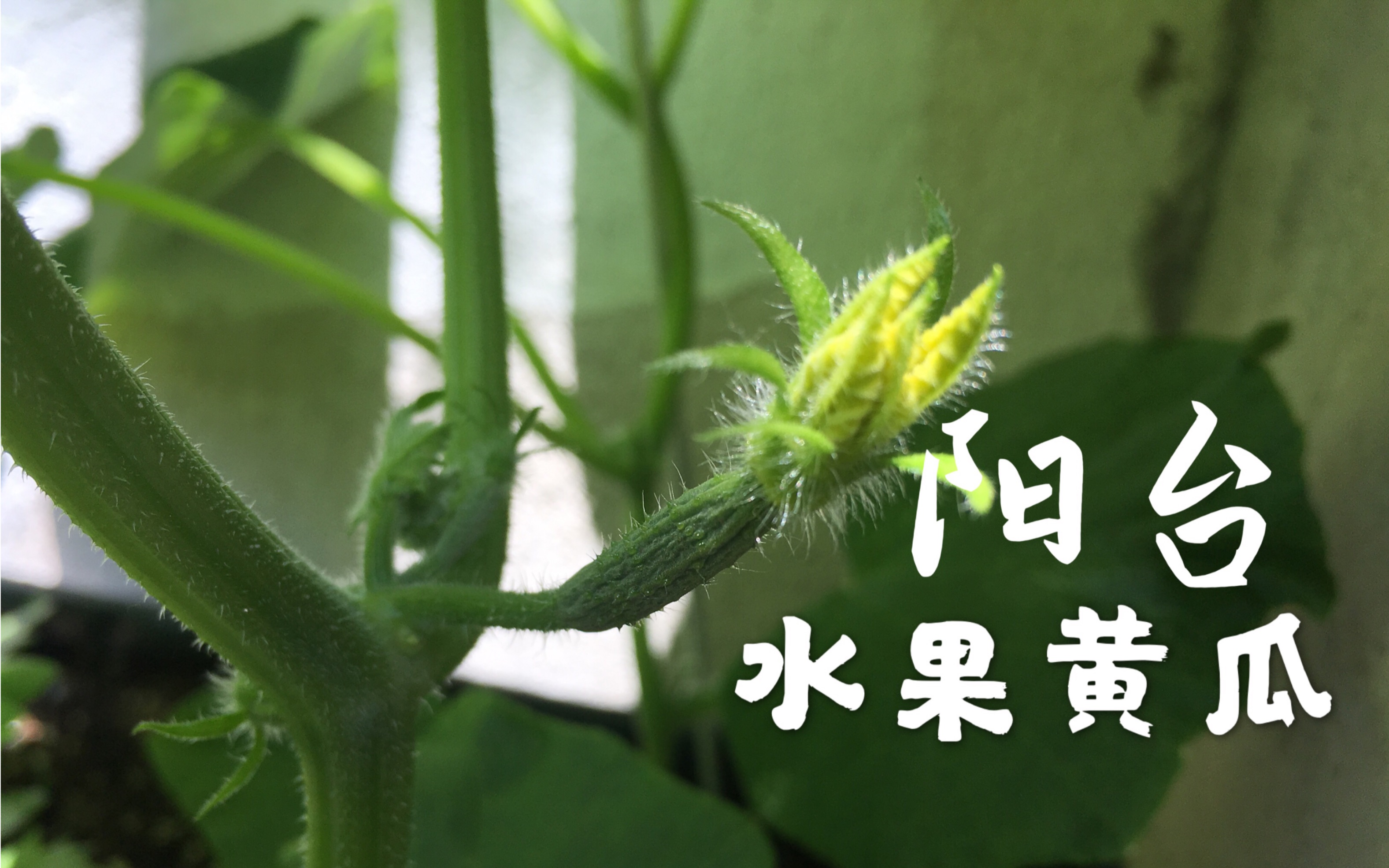 盆栽水果黄瓜 草莓菠菜哔哩哔哩bilibili