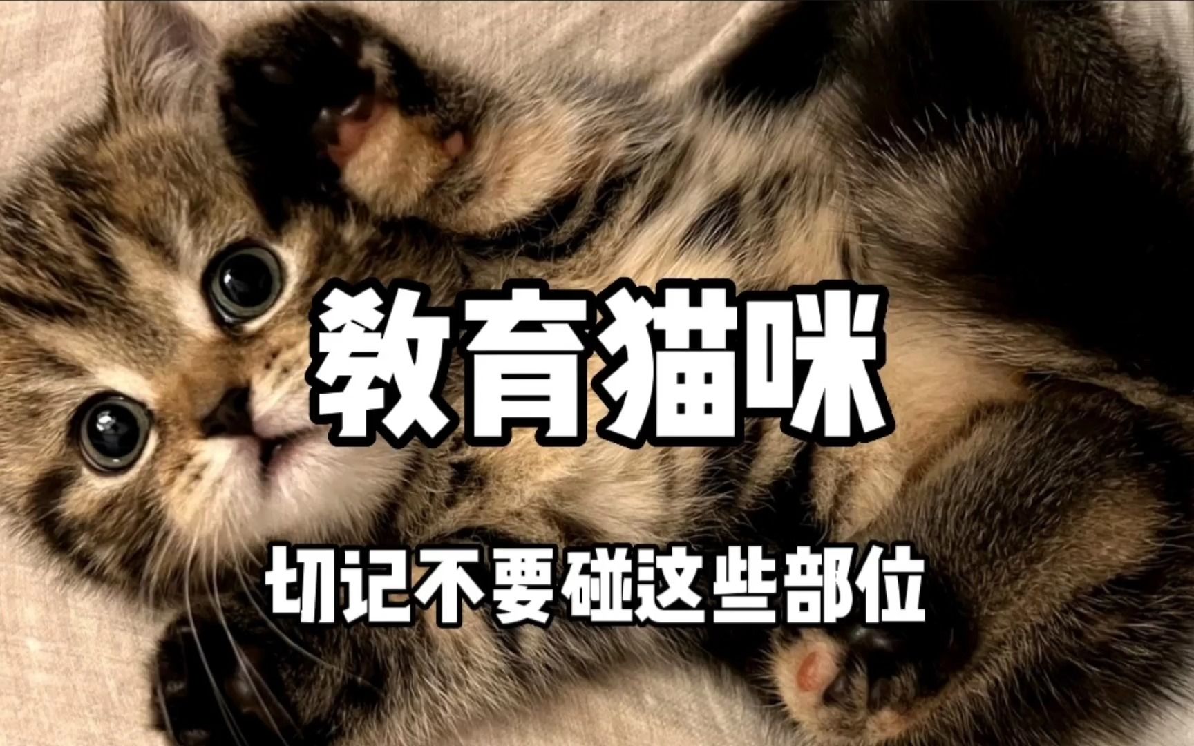 [图]千万不能碰猫的这些部位