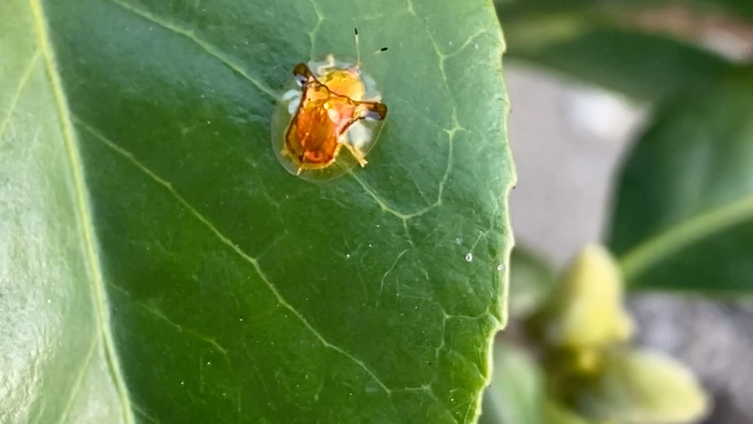 我有透明的盔甲,你有吗?——金盾龟金花虫