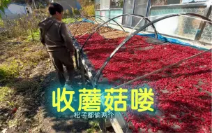 Tải video: 现在是蘑菇下山的季节，好蘑菇不等人啊，这几天我们发完蘑菇就直接下屯里收，如此循环一个国庆！