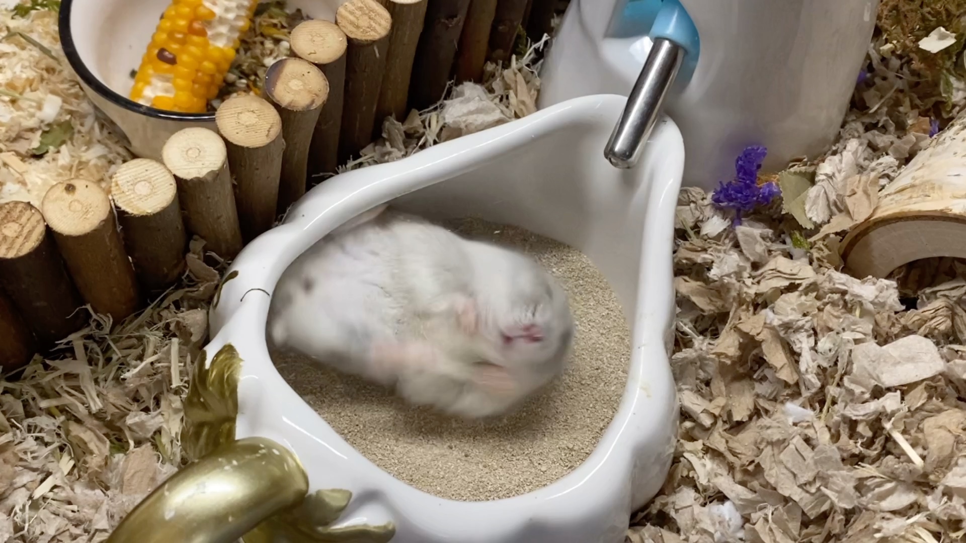 手机里洗澡的仓鼠