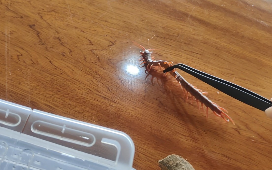 西双版纳野采红龙大蜈蚣-かねき玄宗-蜈蚣-哔哩哔哩视频