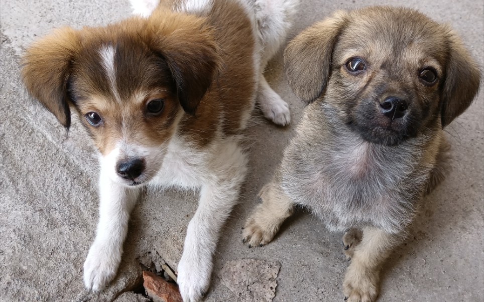 在超市门口的纸箱里捡的两只小土狗,可爱的要命!