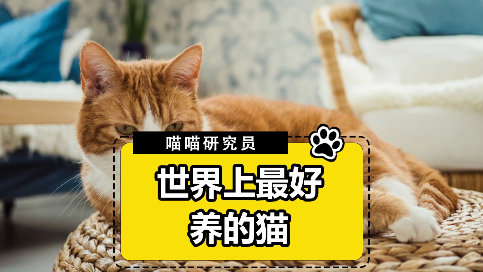 世界上最好养的猫—橘猫哔哩哔哩bilibili