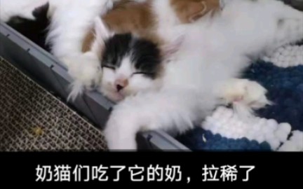 小三花和几个奶猫拉稀了哔哩哔哩bilibili