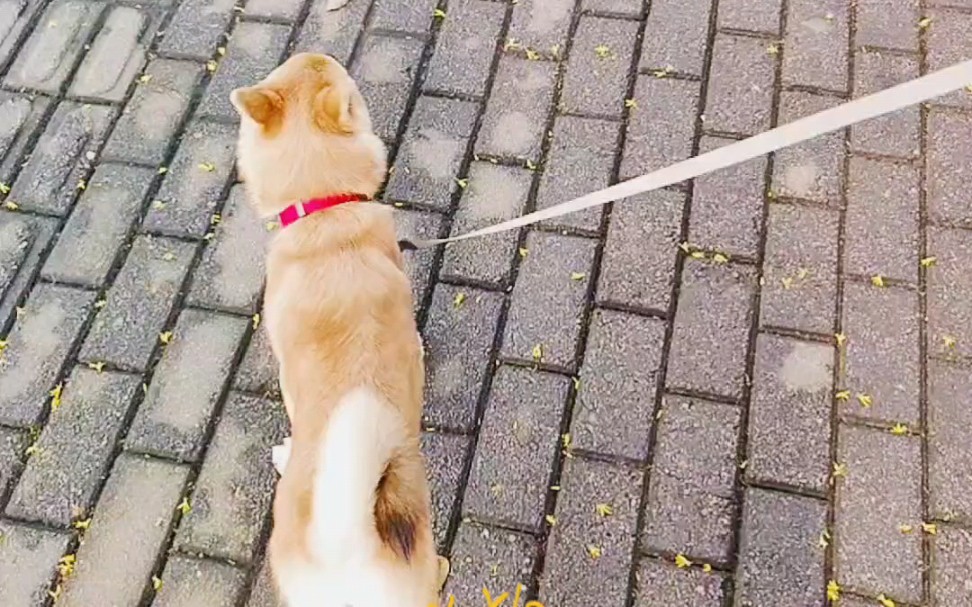 【柴犬】正经狗走路都这么萨的嚒