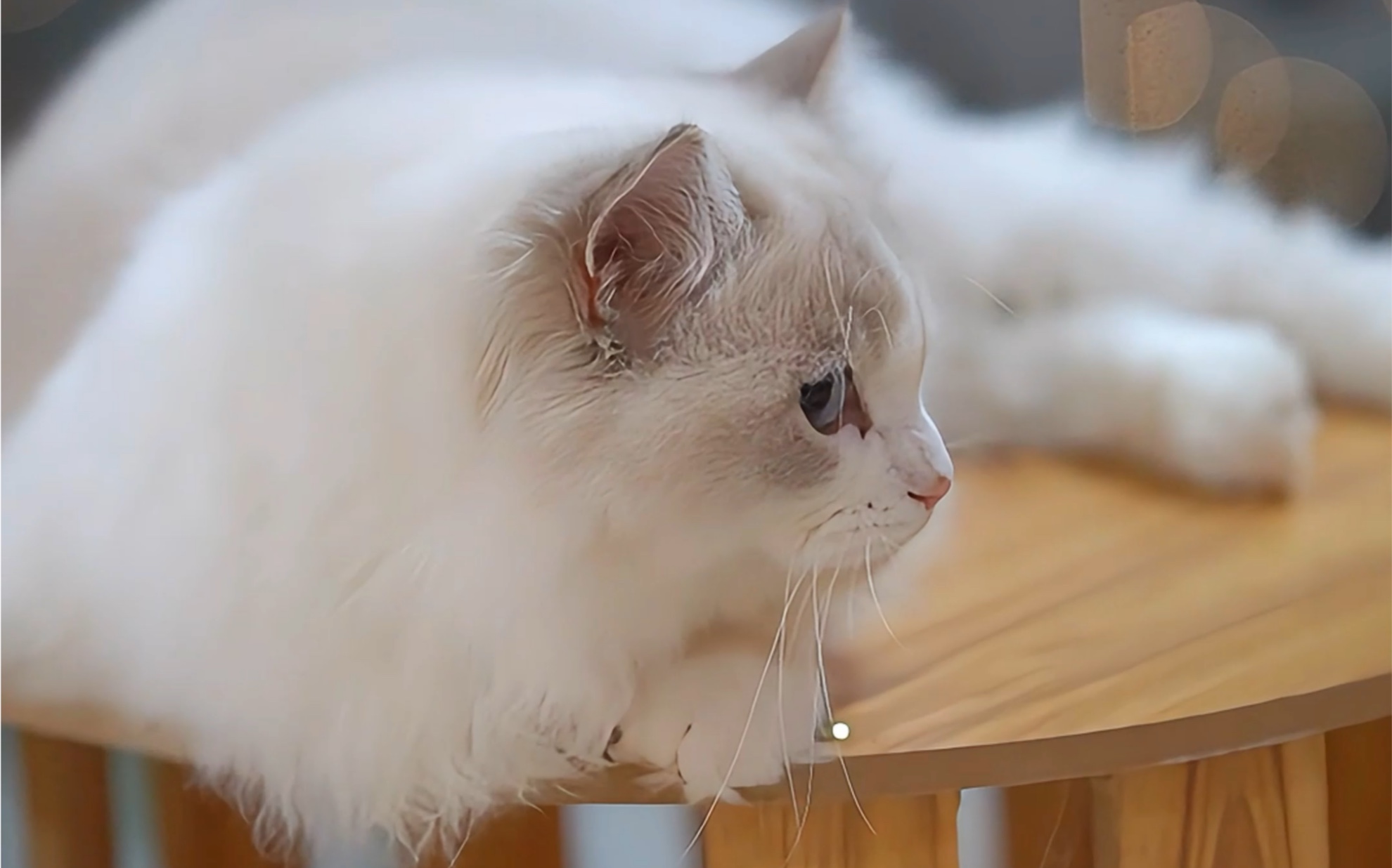 可爱的布偶猫