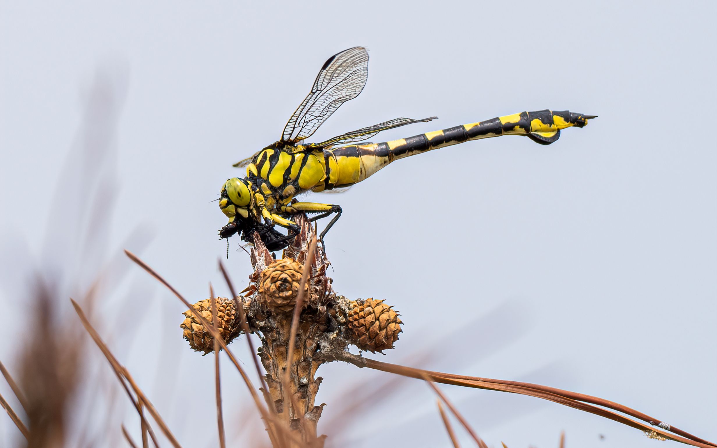 活动  大团扇春蜓捕食甲虫